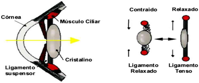 mecanismo de acomodação do cristalino