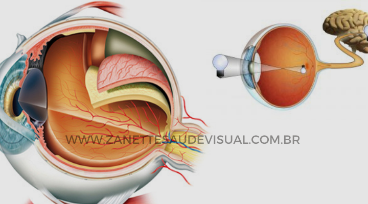 Retina | Tudo o que Você Precisa Saber